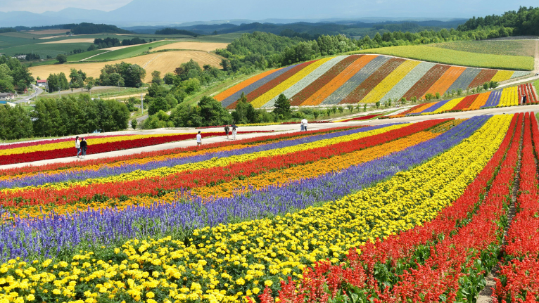 champ de fleur à Biei, Hokkaido au Japon